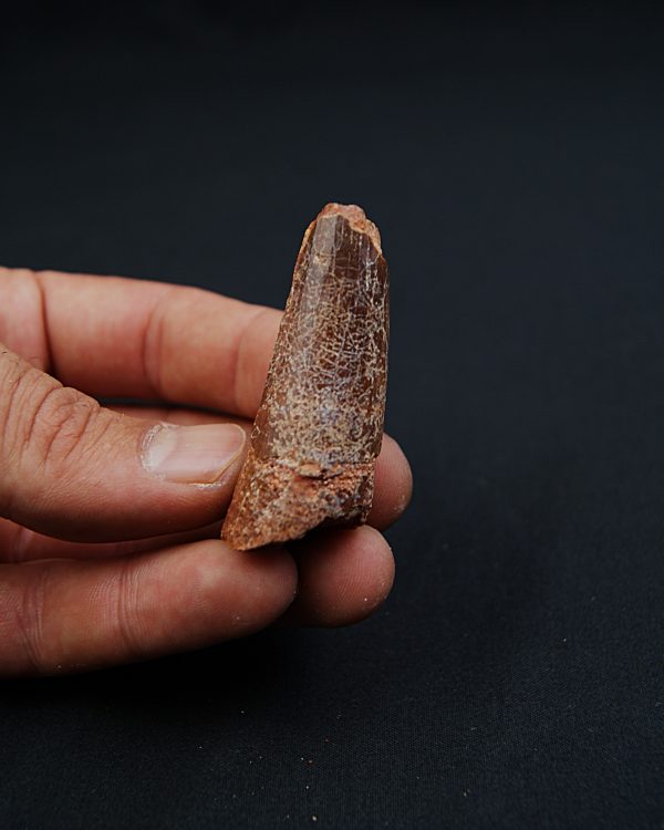 Spinosaurus aegyptiacus