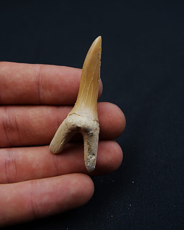 Scapanorhynchus rapax