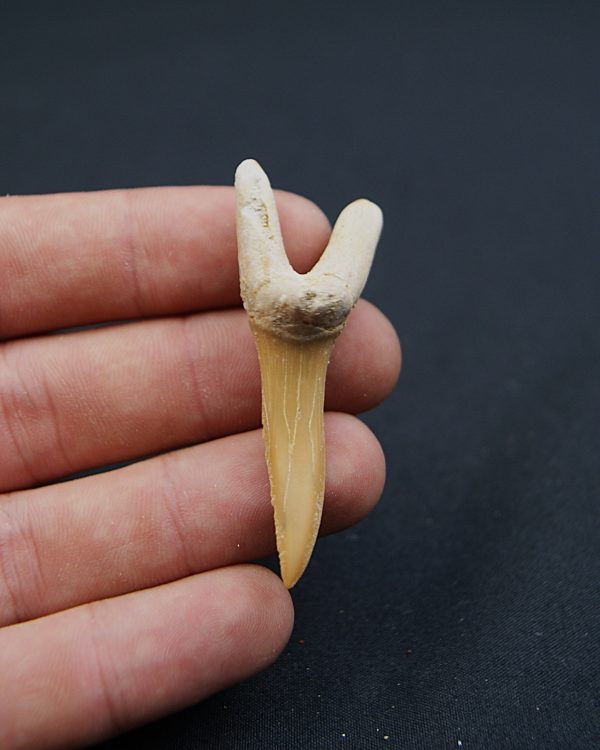 Scapanorhynchus rapax