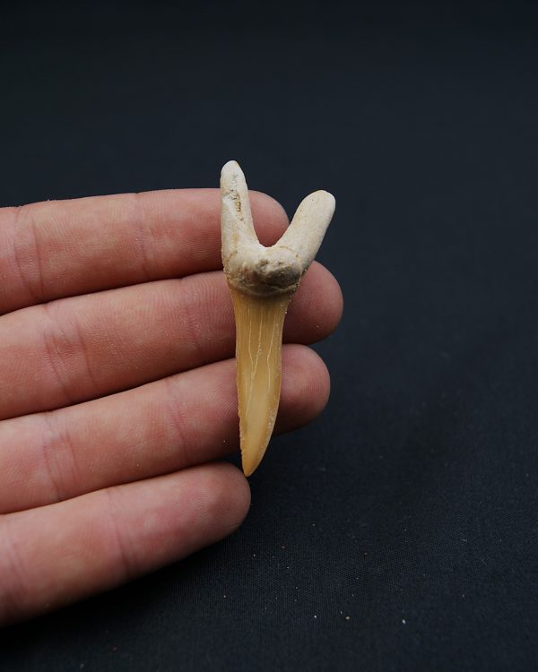 Scapanorhynchus rapax