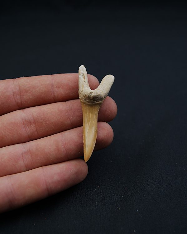 Scapanorhynchus rapax