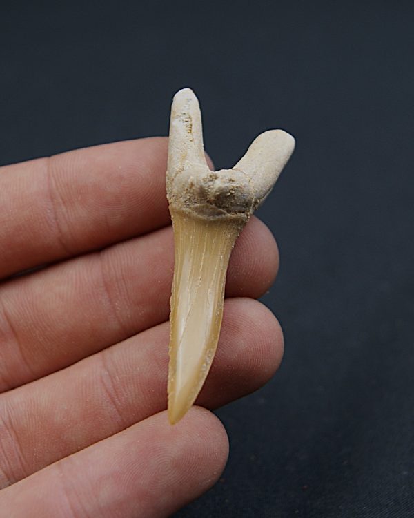 Scapanorhynchus rapax