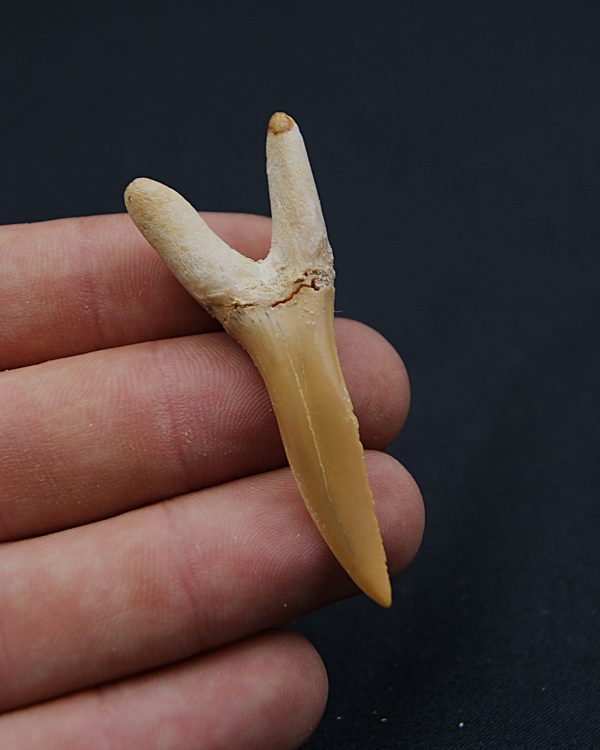 Scapanorhynchus rapax