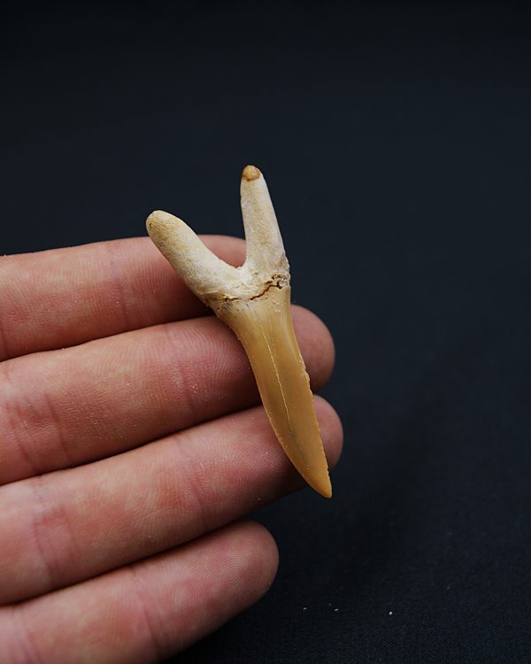 Scapanorhynchus rapax