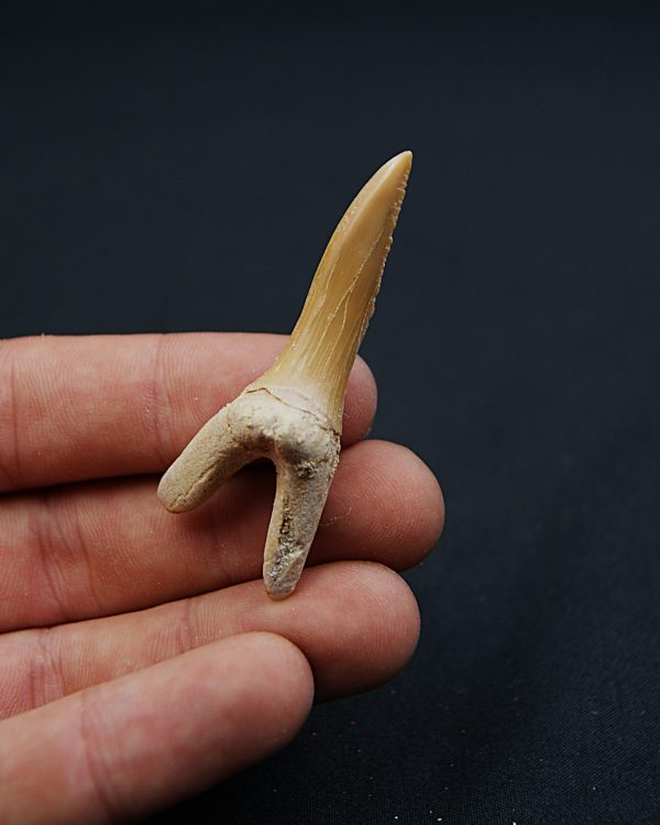 Scapanorhynchus rapax