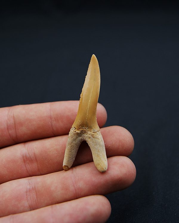 Scapanorhynchus rapax