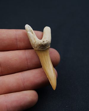 Scapanorhynchus rapax