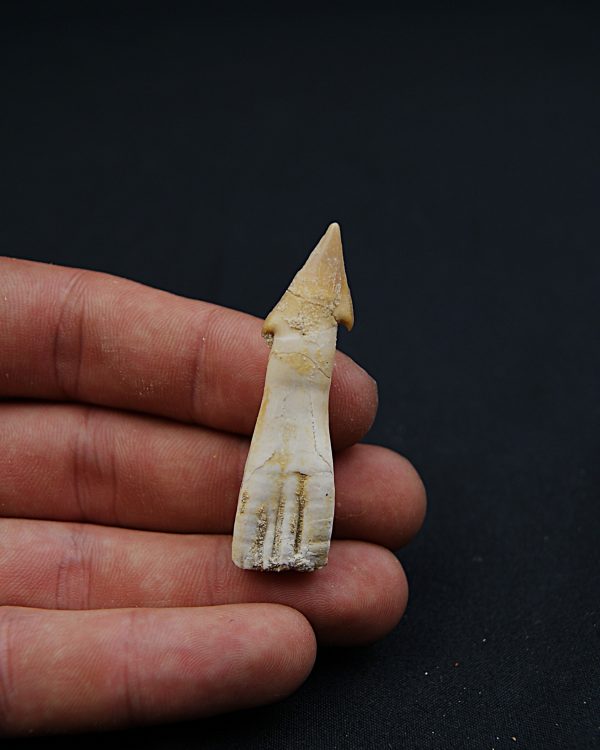 Rostral de Onchosaurus