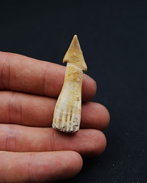 Rostral de Onchosaurus