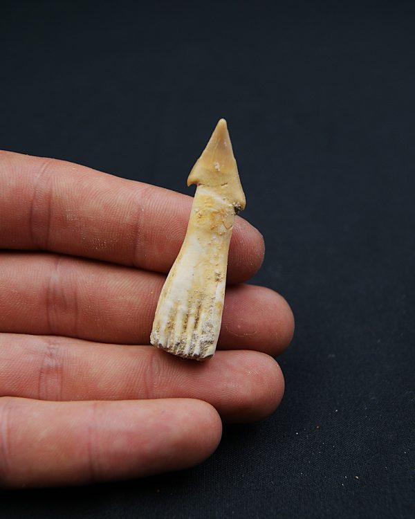 Rostral de Onchosaurus