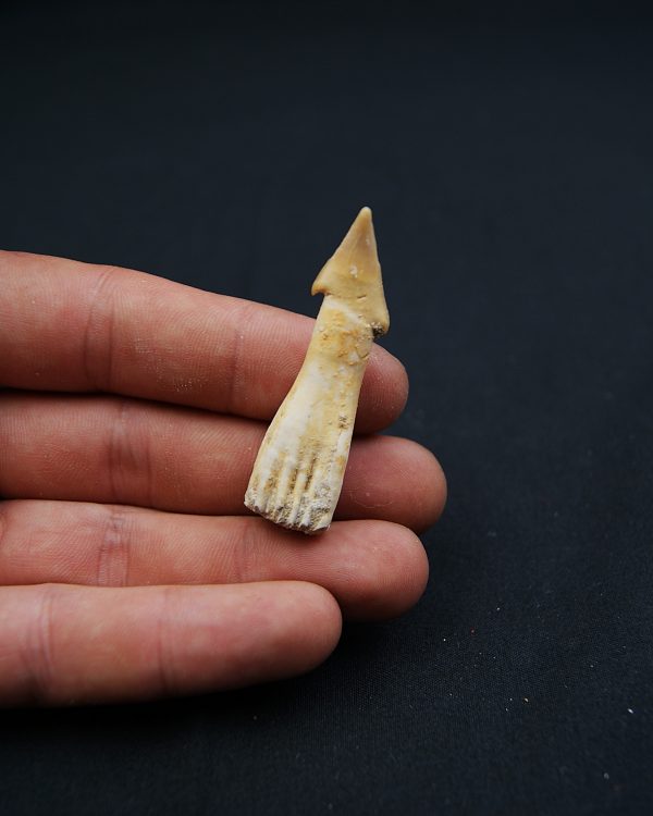 Rostral de Onchosaurus