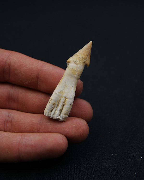 Rostral de Onchosaurus