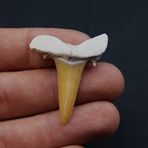 Scapanorhynchus rapax