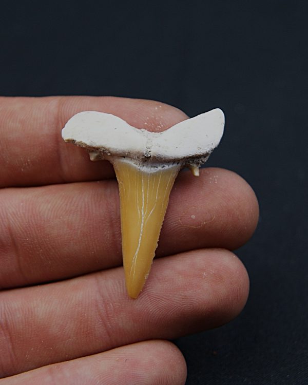 Scapanorhynchus rapax