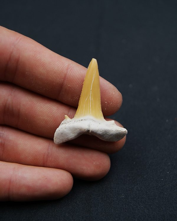 Scapanorhynchus rapax