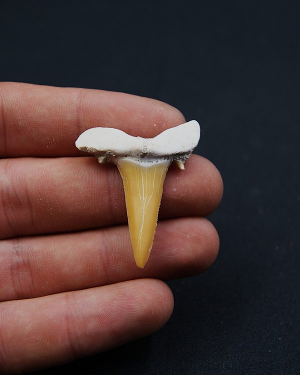 Scapanorhynchus rapax