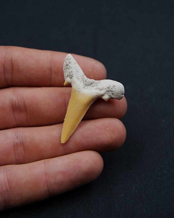 Scapanorhynchus rapax