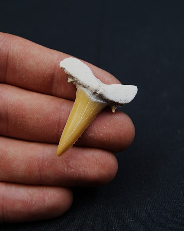 Scapanorhynchus rapax