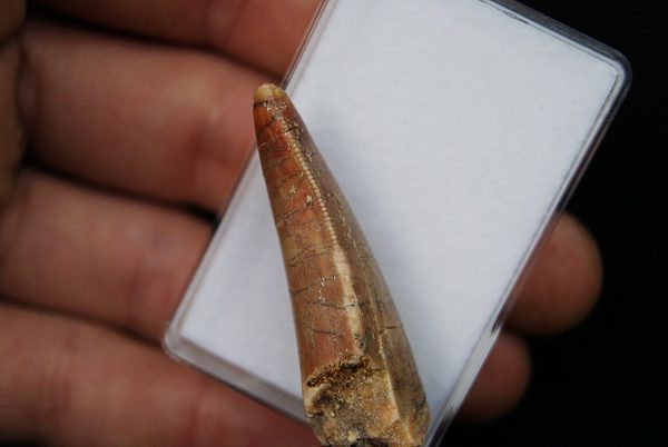 Bahariasaurus Teropodo