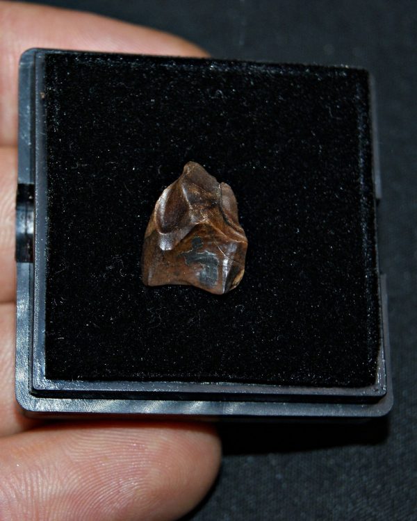 Triceratops horridus