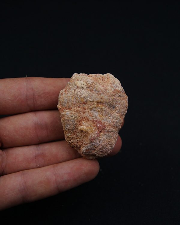 Coprolito fósil piscívoro