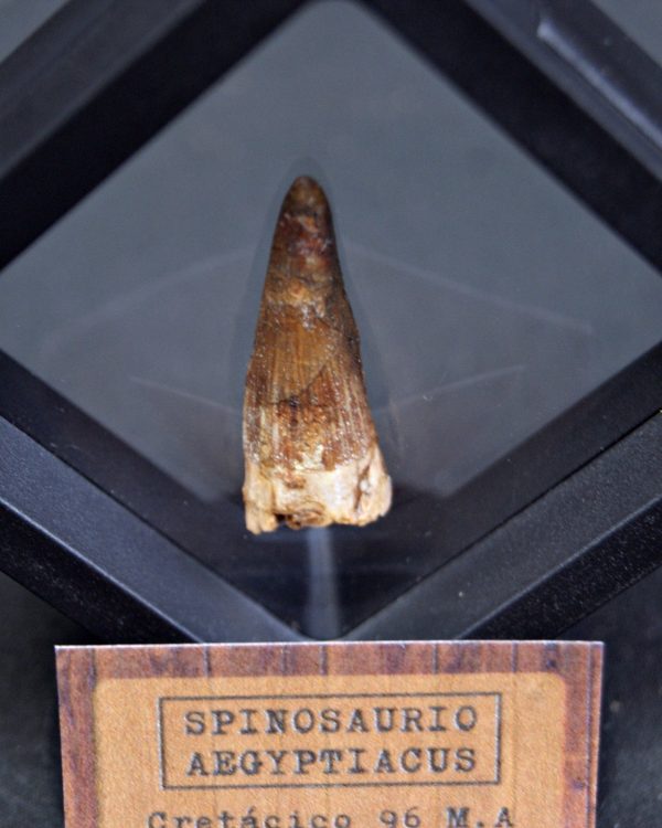 Spinosaurus aegyptiacus