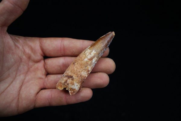 Spinosaurus con raíz