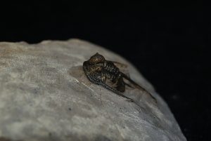 338f946e-9261-4ce9-bc60-480d275a8074 Trilobite Cyphaspis