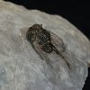 Trilobite Cyphaspis
