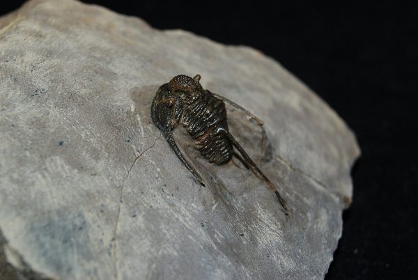Trilobite Cyphaspis