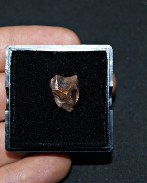 Triceratops horridus