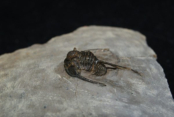 Trilobite Cyphaspis