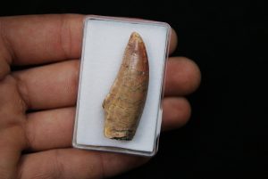 Bahariasaurus Teropodo