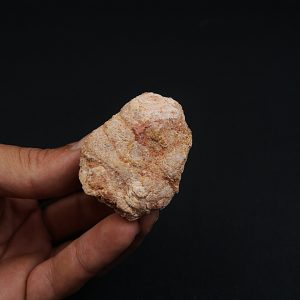 Coprolito fósil piscívoro