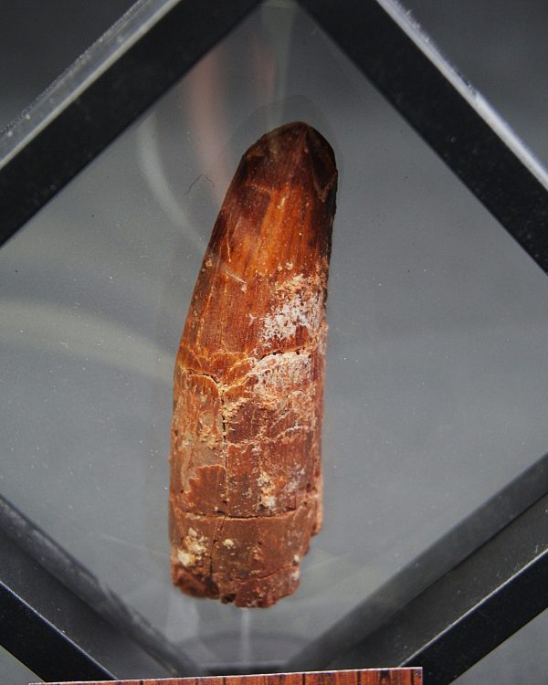 Spinosaurus aegyptiacus