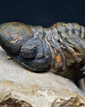 Reedops de alta calidad