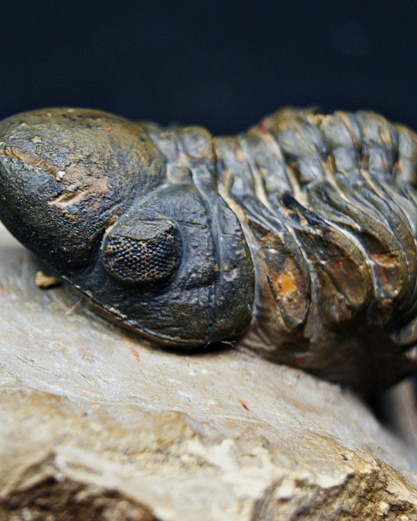 Reedops de alta calidad