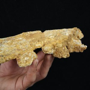 Cráneo parcial fósil de cocodrilo