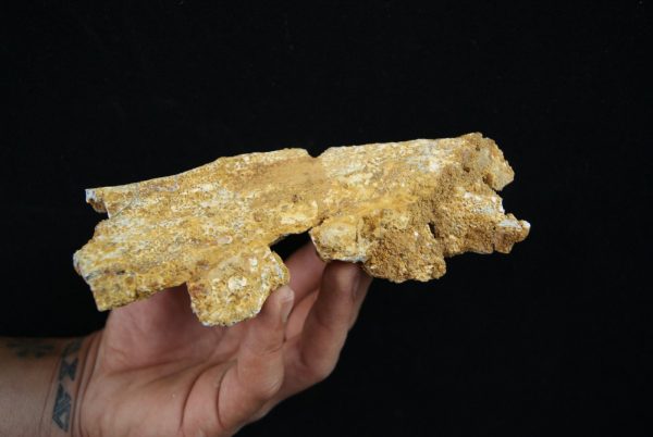 Cráneo parcial fósil de cocodrilo