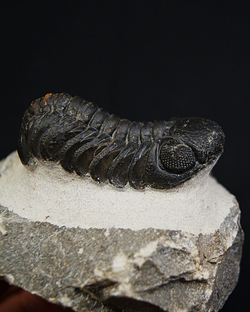 Morocops ovatus