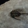 Trilobite Cyphaspis