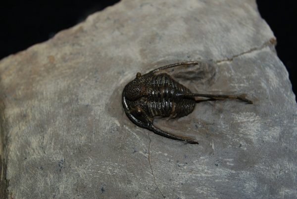 Trilobite Cyphaspis