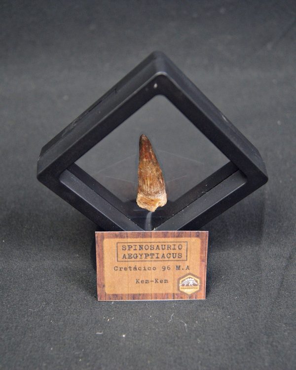 Spinosaurus aegyptiacus