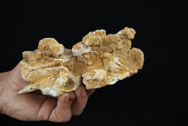 Cráneo parcial fósil de cocodrilo