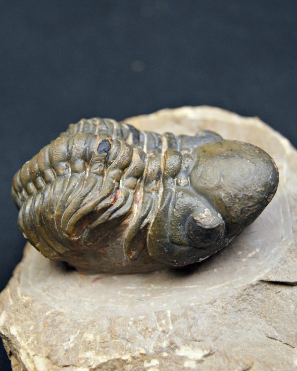 Reedops de alta calidad