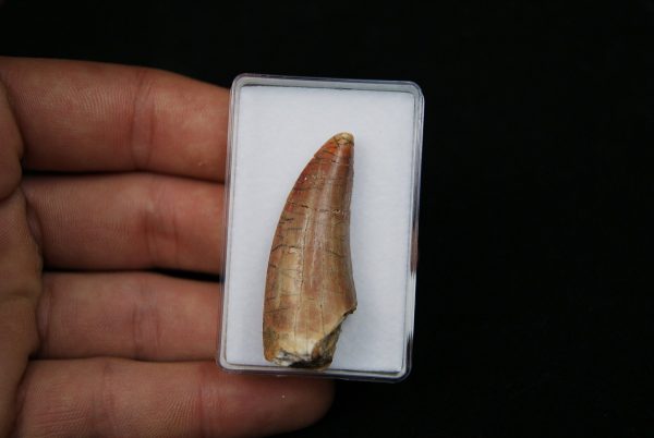 Bahariasaurus Teropodo