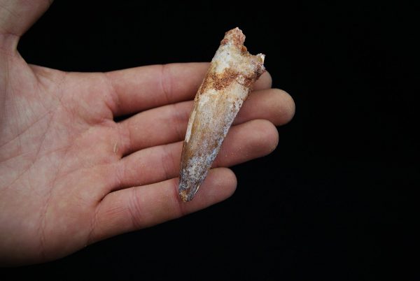 Spinosaurus con raíz