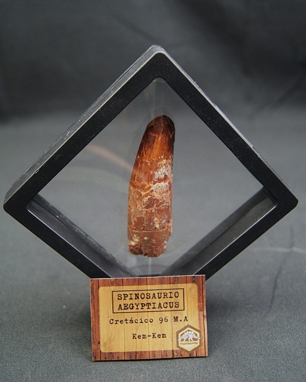 Spinosaurus aegyptiacus