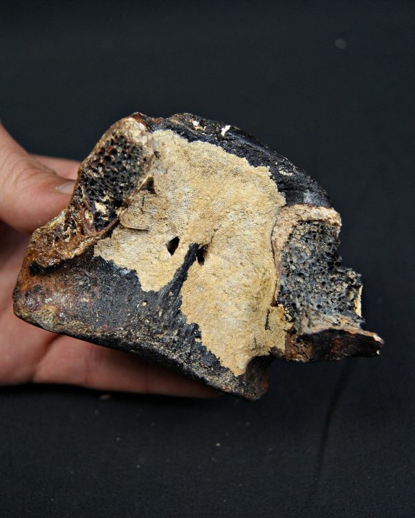 SONY DSC Vértebra de bisonte