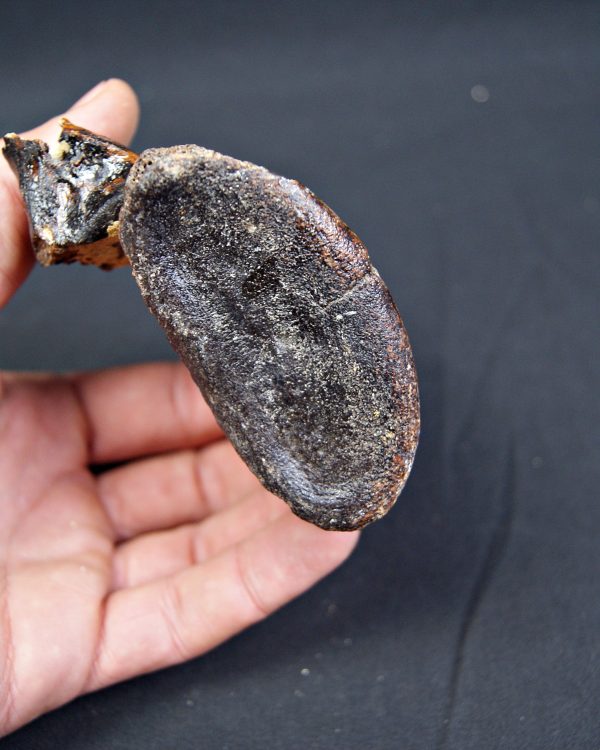 SONY DSC Vértebra de bisonte